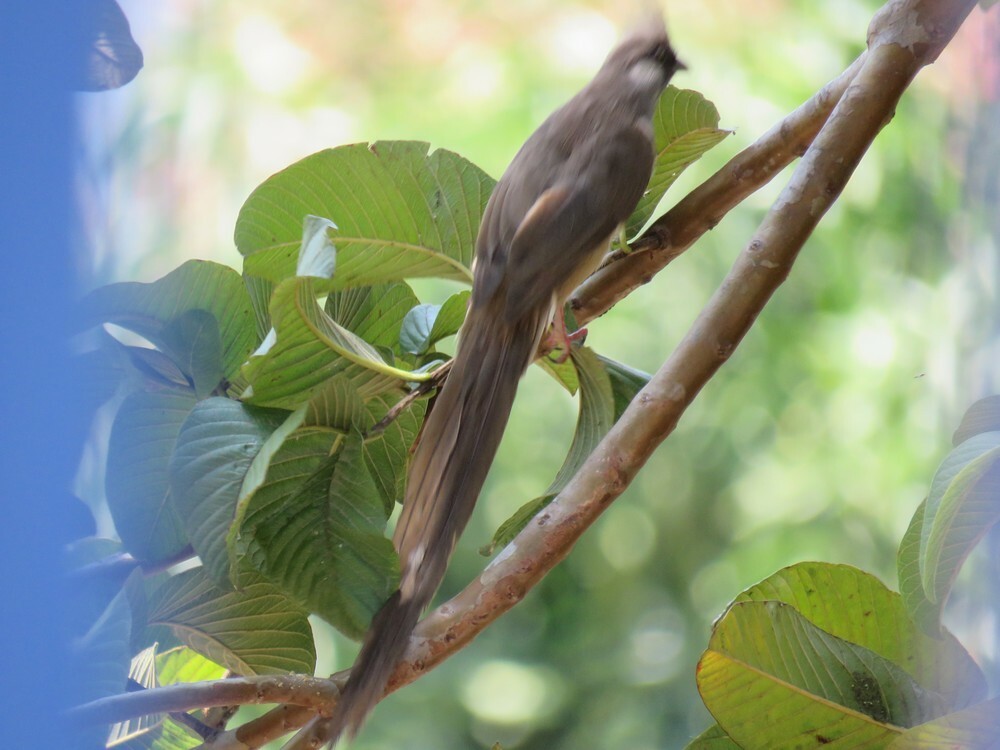 Speckled Mousebird - ML646038408