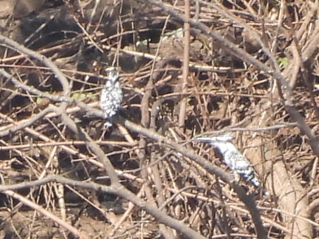 Pied Kingfisher - ML646038409