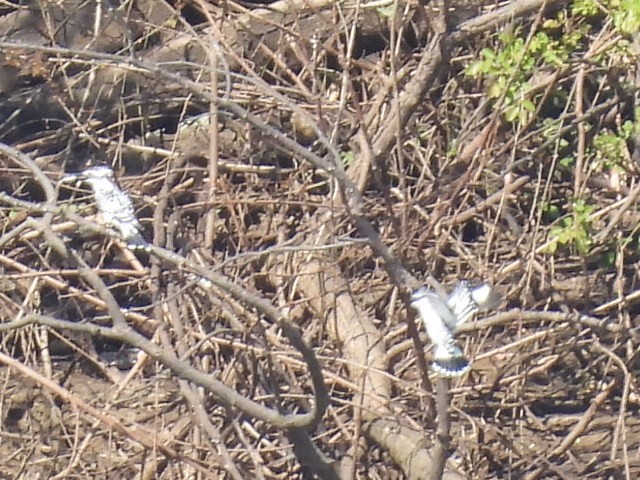 Pied Kingfisher - ML646038411