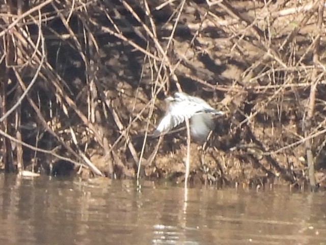 Pied Kingfisher - ML646038413