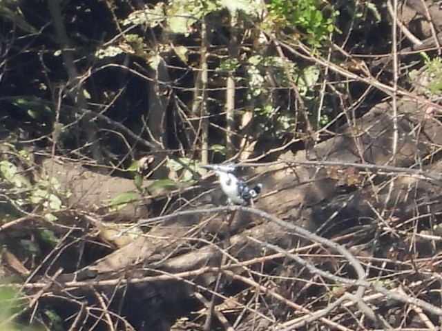 Pied Kingfisher - ML646038416