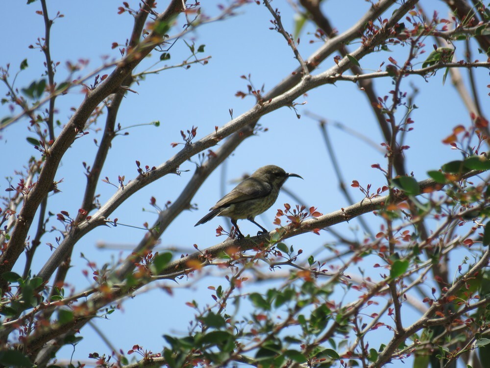 Scarlet-chested Sunbird - ML646038420