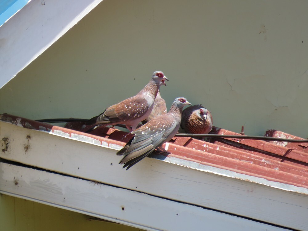 Paloma de Guinea - ML646038422