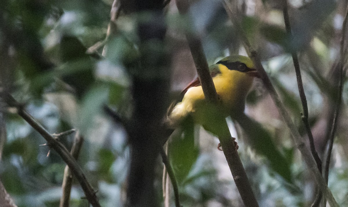 Goldbauchelster - ML646038423