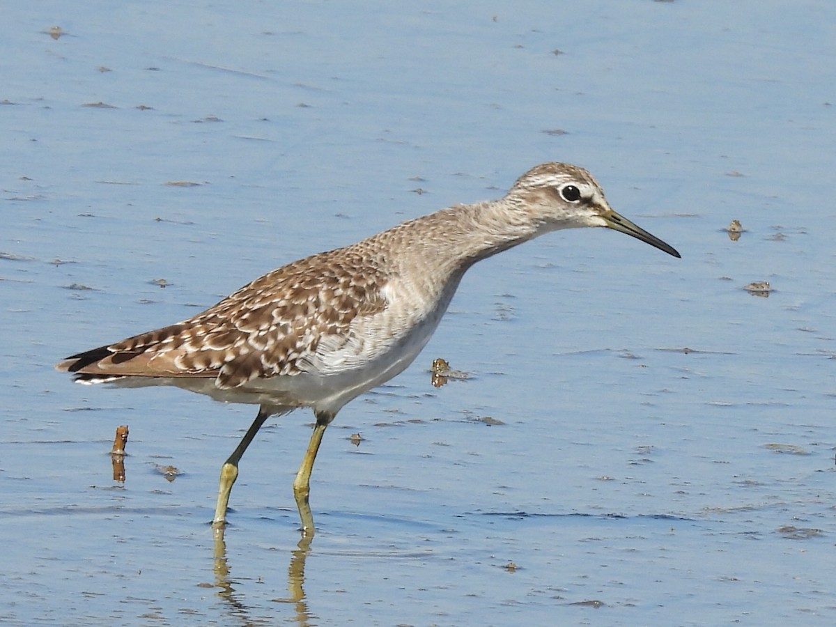 vodouš bahenní - ML646038425