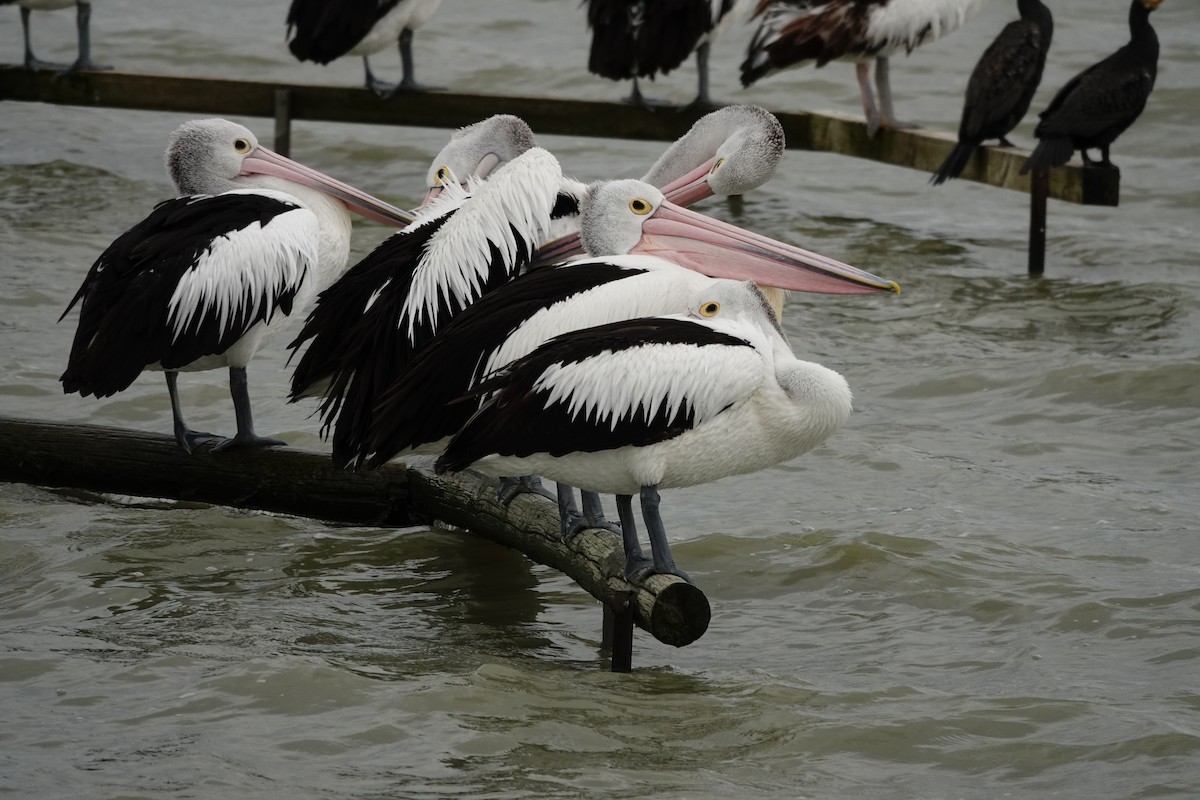 Australian Pelican - ML646038426