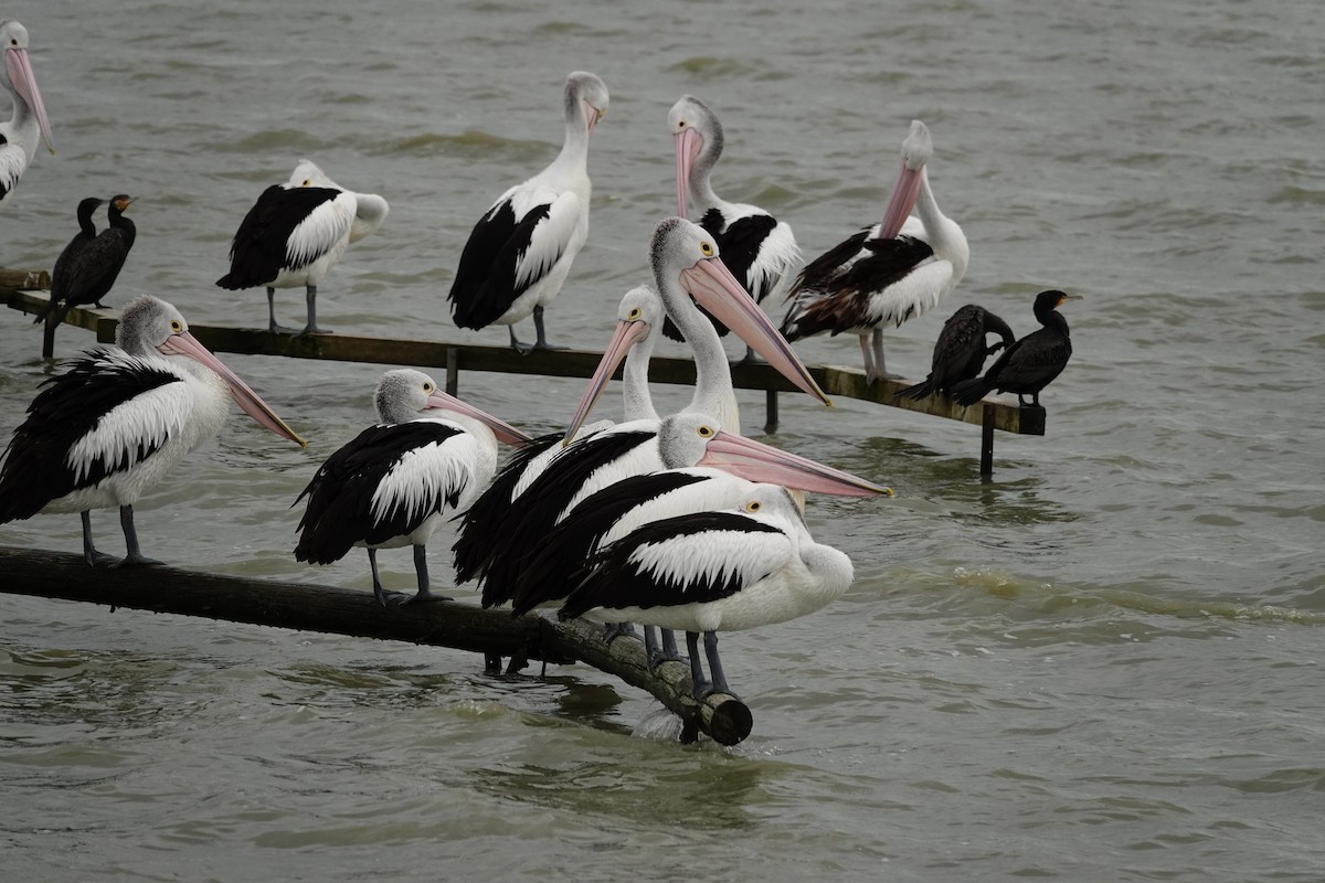 Australian Pelican - ML646038427