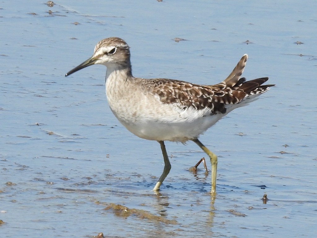 vodouš bahenní - ML646038428