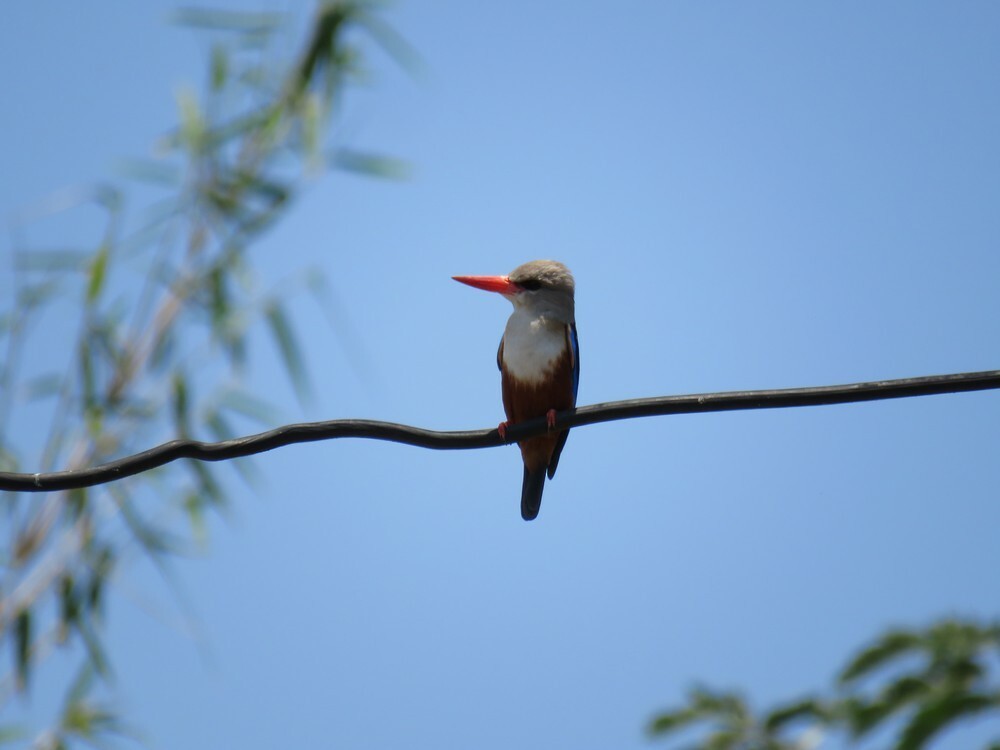 Gray-headed Kingfisher - ML646038432