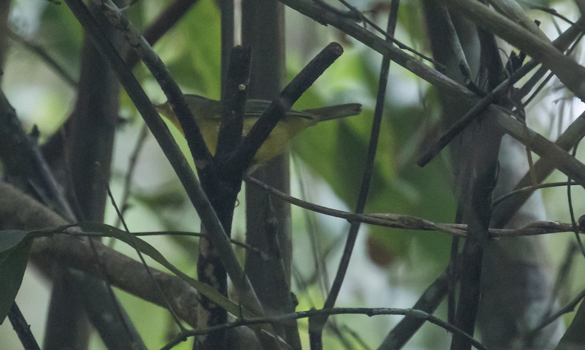 Alström-Laubsänger - ML646038439