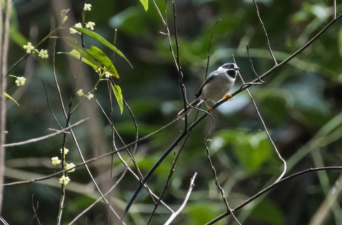 Schwarzkehl-Schwanzmeise (Grauscheitel-Schwanzmeise) - ML646038459