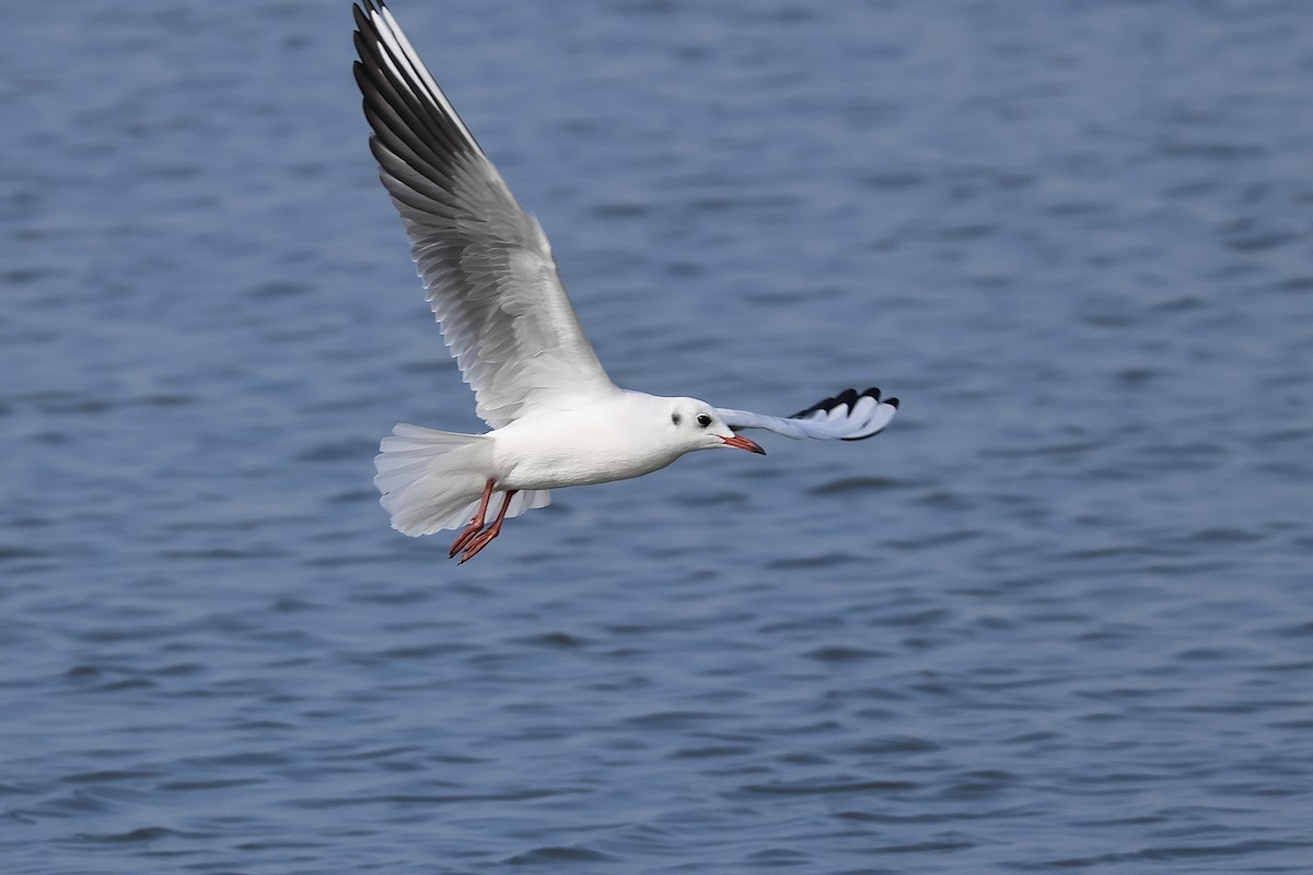 Black-headed Gull - ML646038464