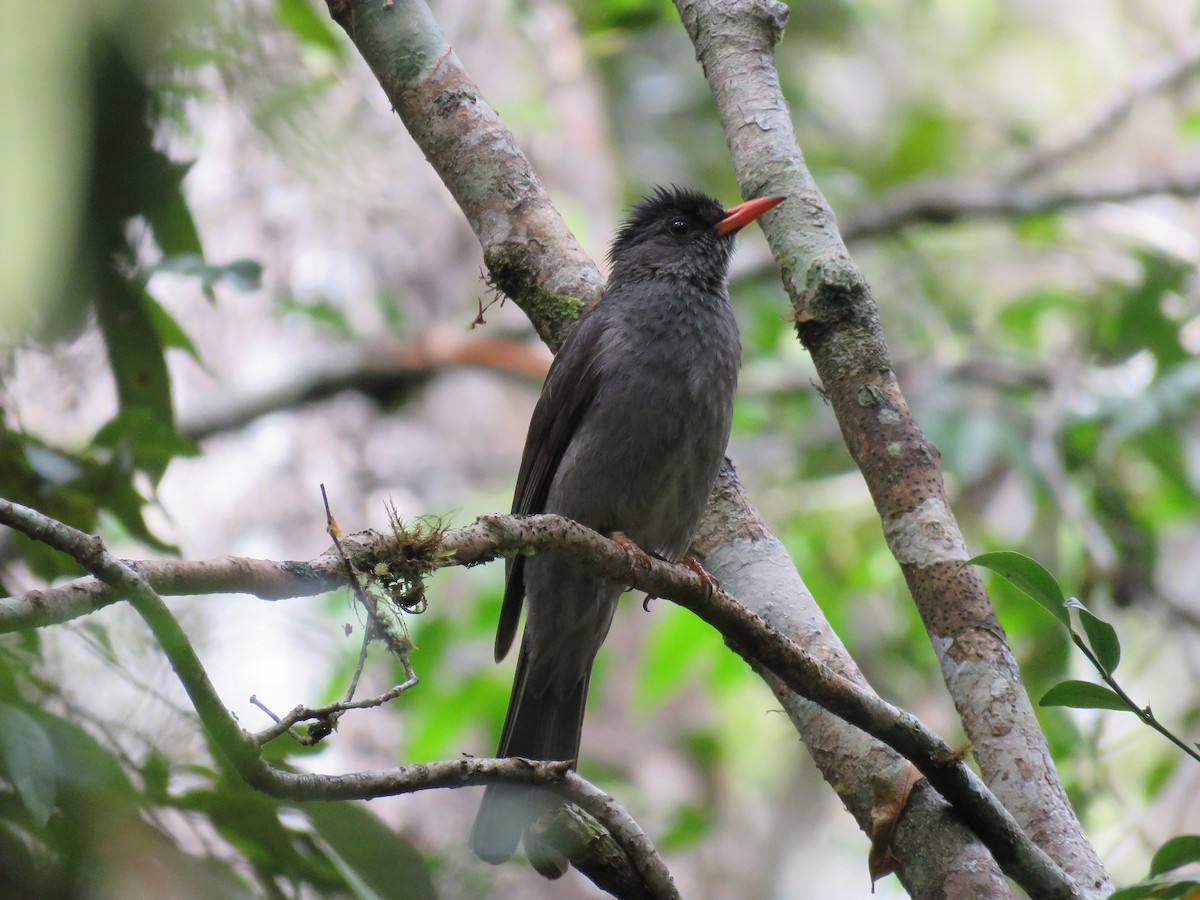 Malagasy Bulbul - ML646038467