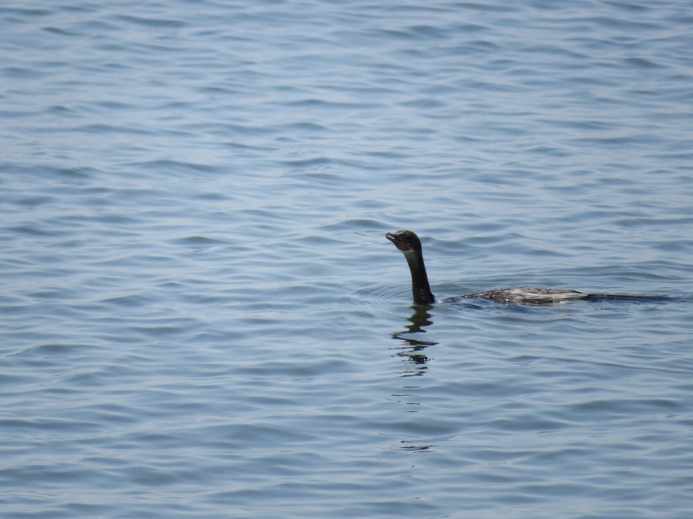 Riedscharbe - ML646038473