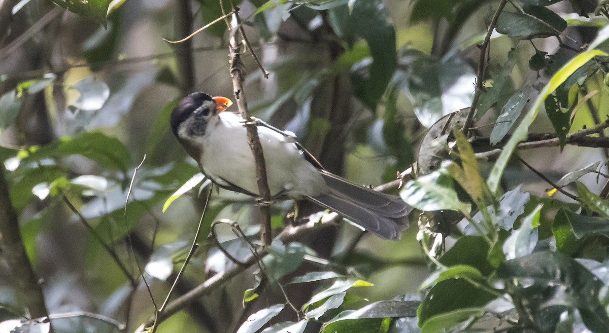 Schwarzkappen-Papageimeise - ML646038478