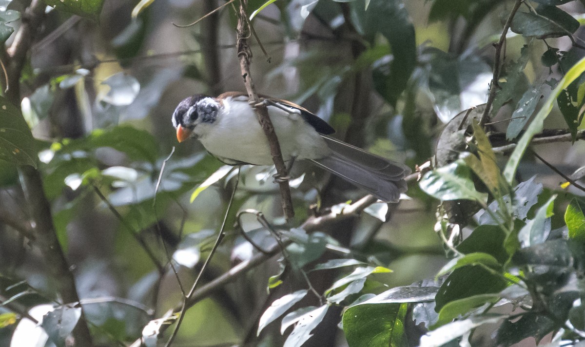 Schwarzkappen-Papageimeise - ML646038479