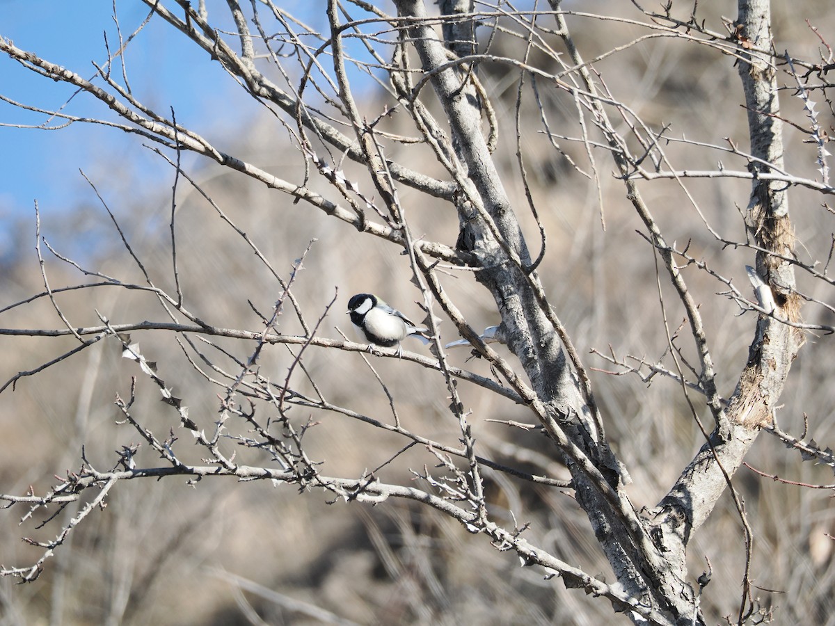 Asian Tit (Japanese) - ML646038488