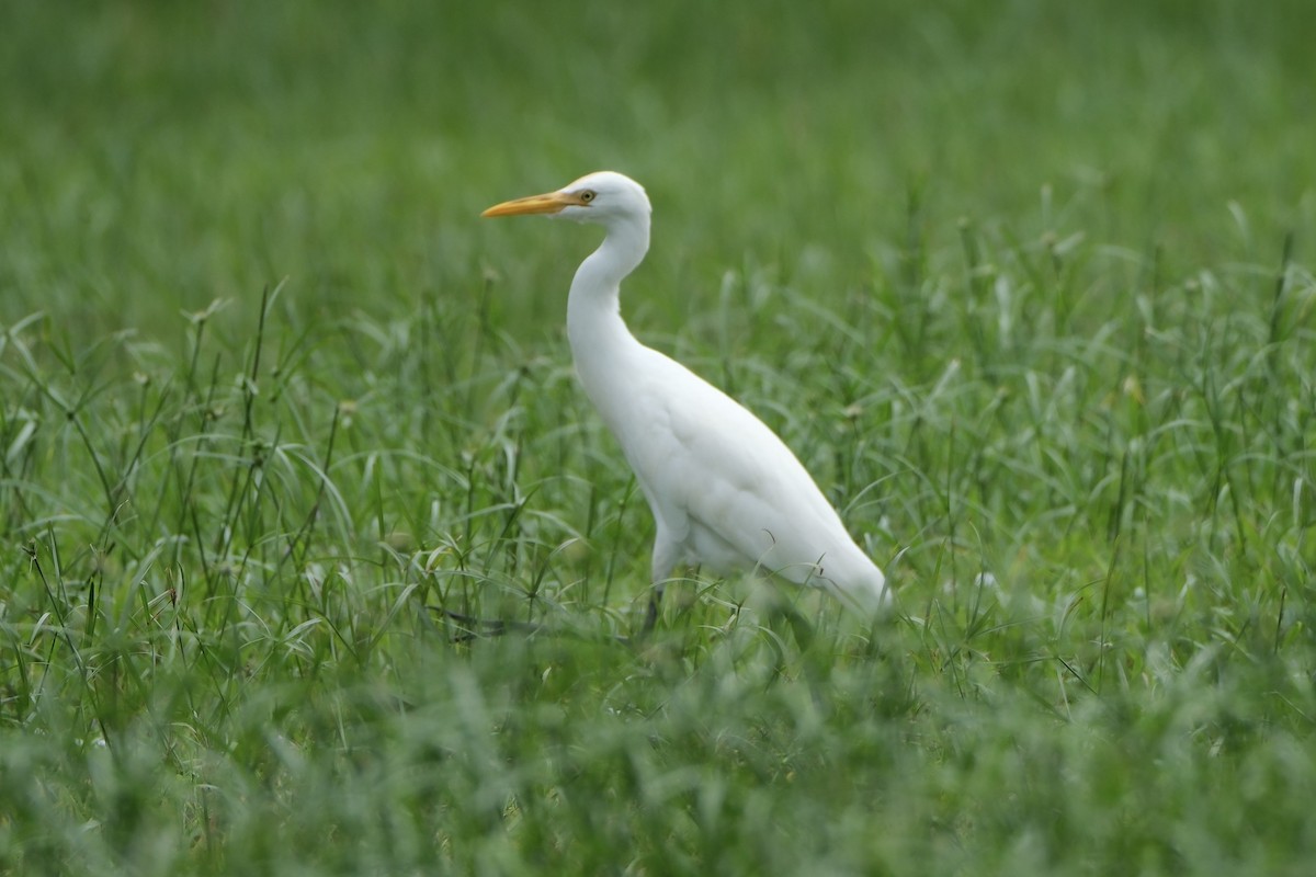 チュウサギ - ML646038489