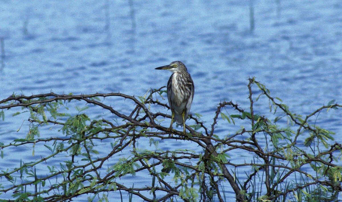 Indian Pond-Heron - ML646038490