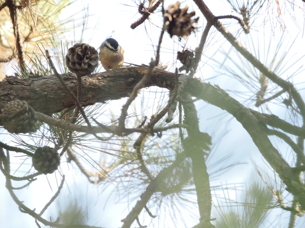 Snowy-browed Nuthatch - ML646038491
