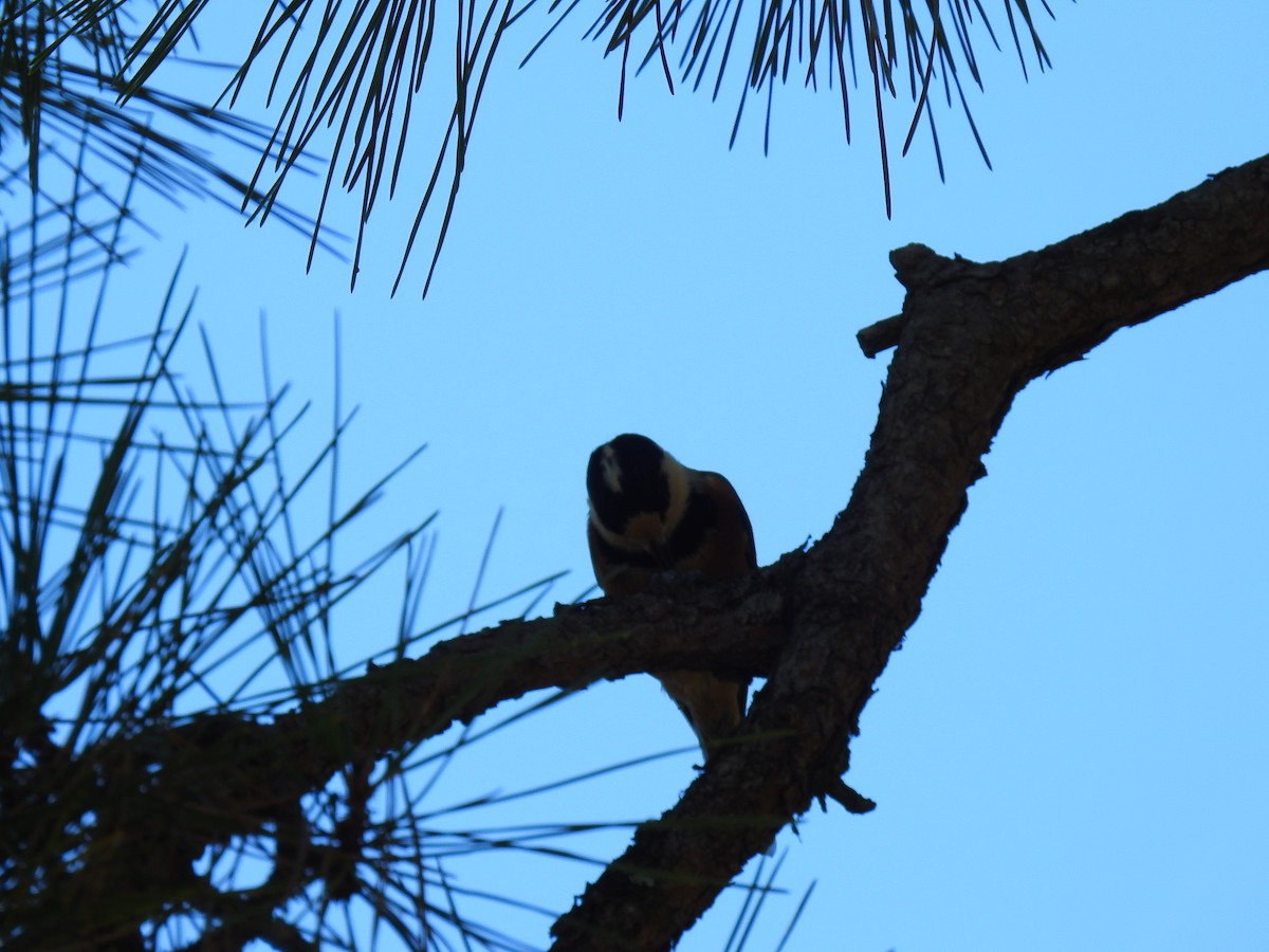 Varied Tit - ML646038492
