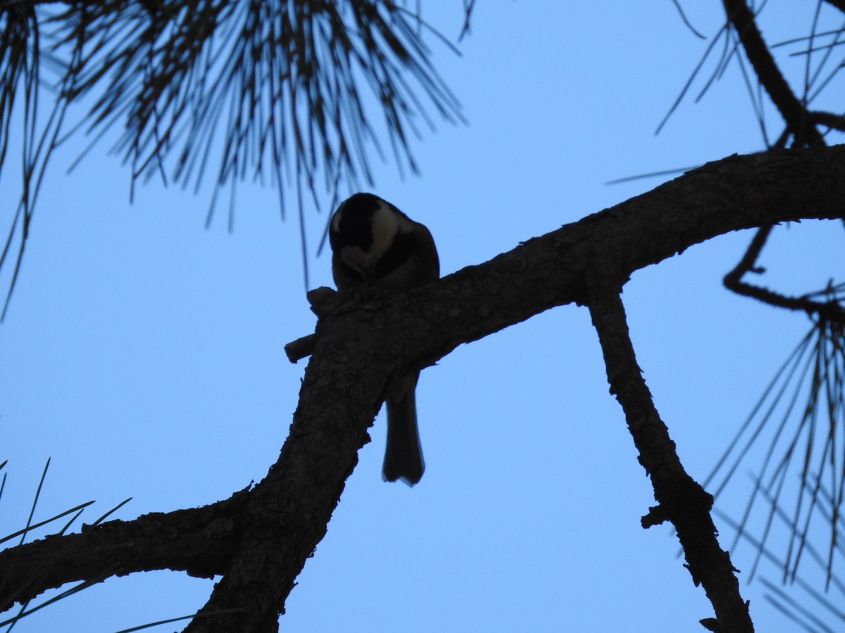 Varied Tit - ML646038493