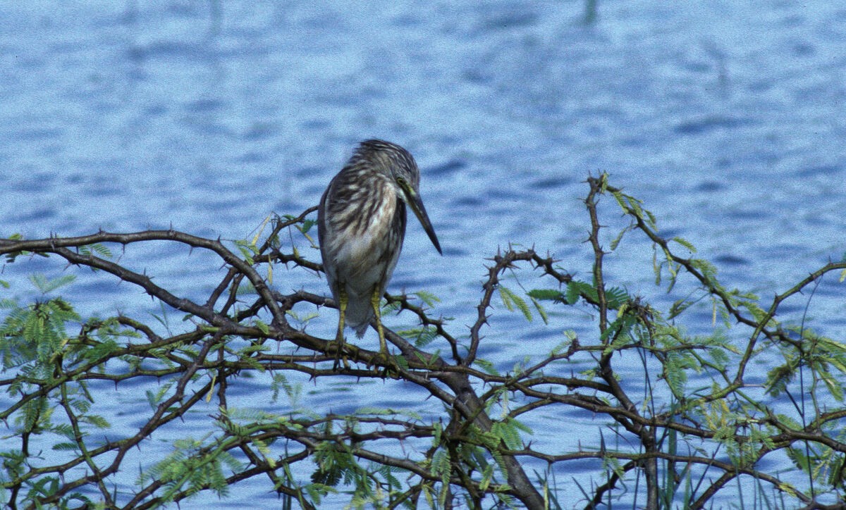 Indian Pond-Heron - ML646038494