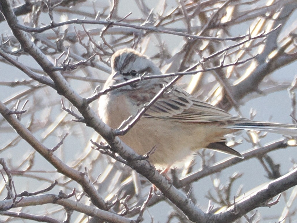 Godlewski's Bunting - ML646038495