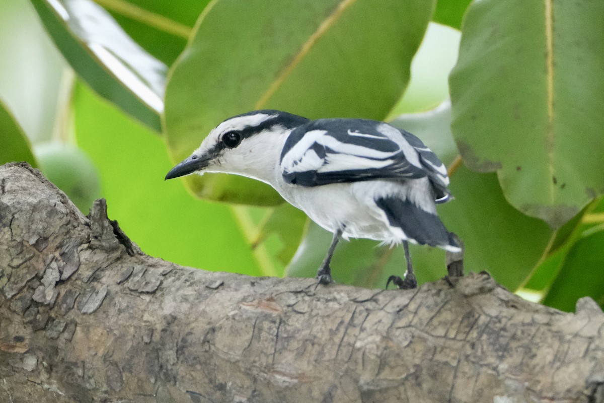 Pied Triller - ML646038496