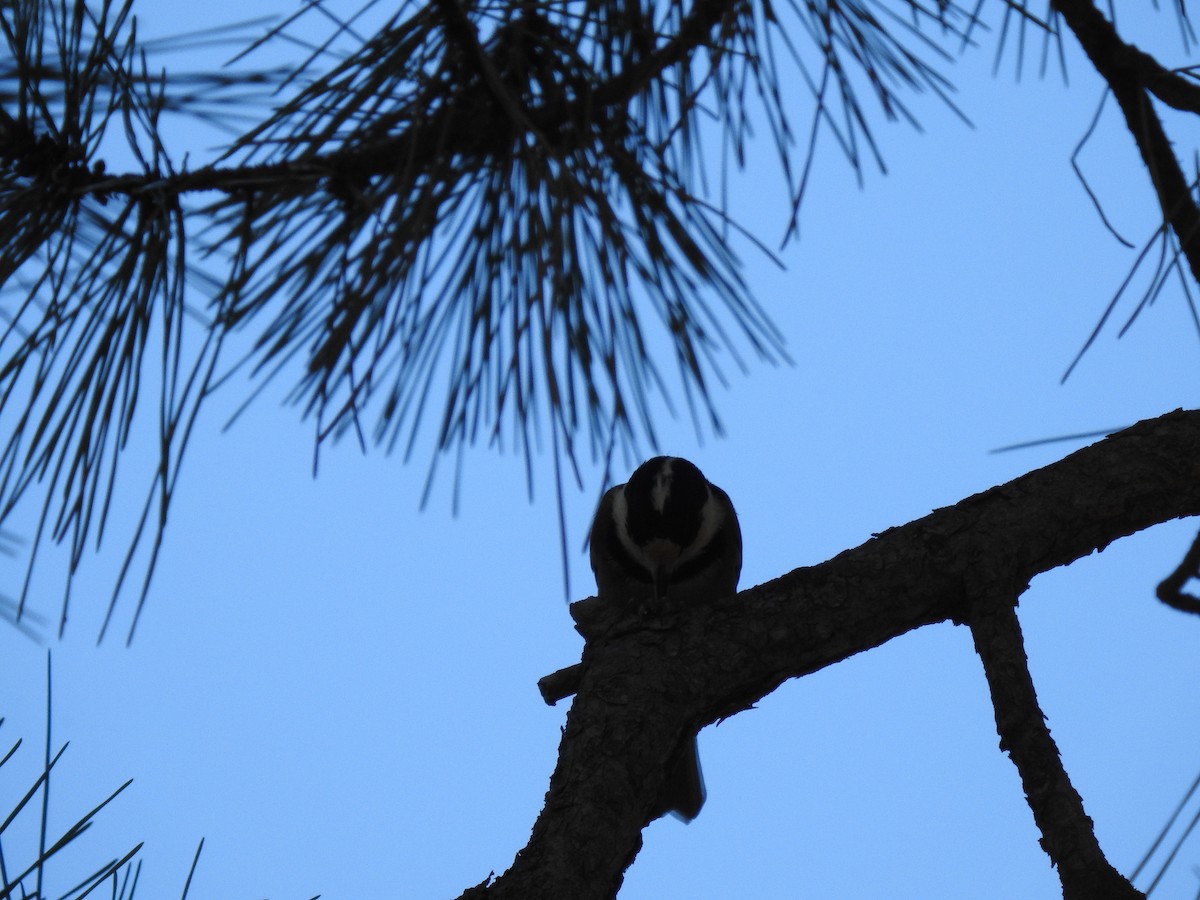 Varied Tit - ML646038497