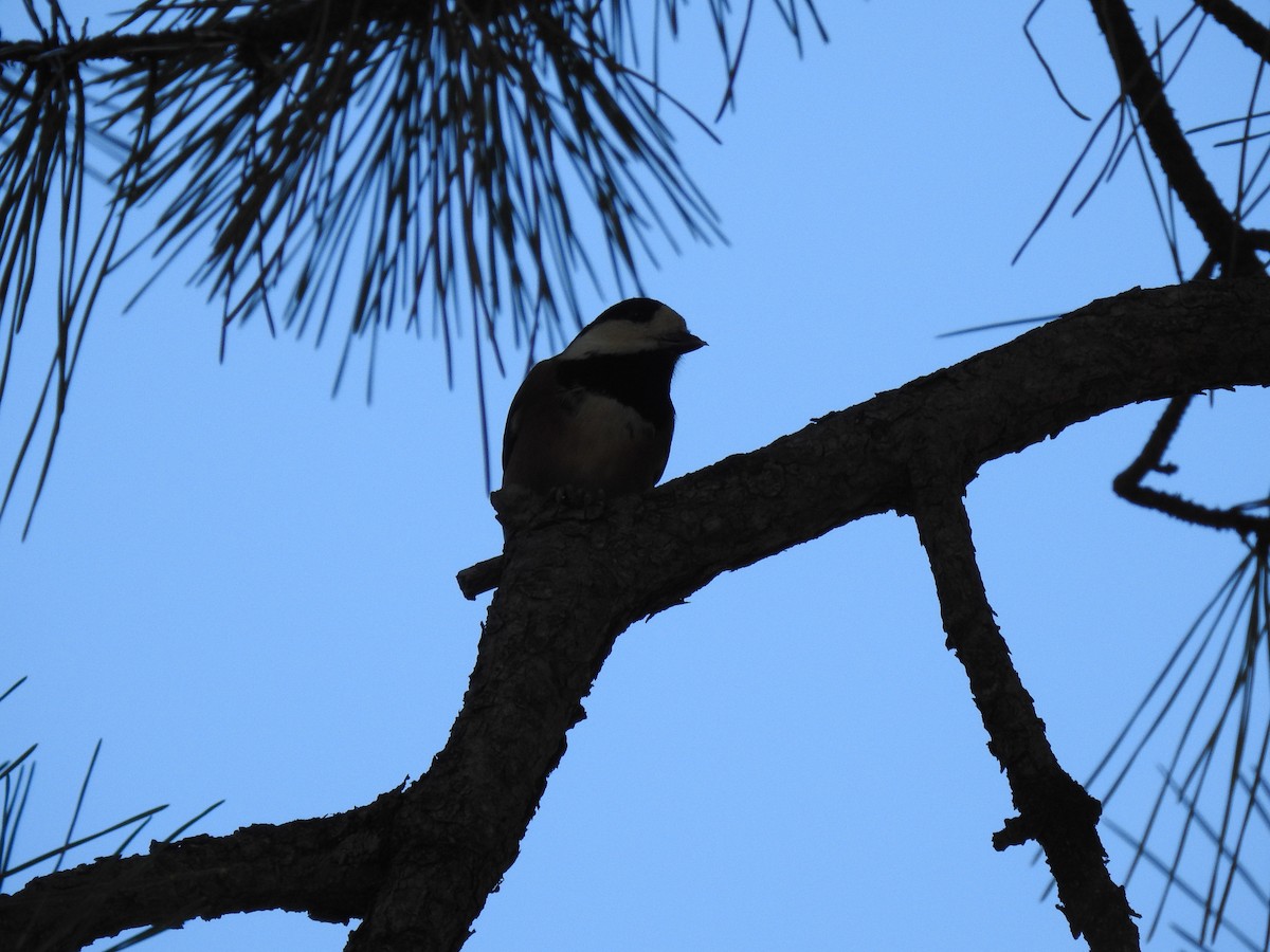 Varied Tit - ML646038498
