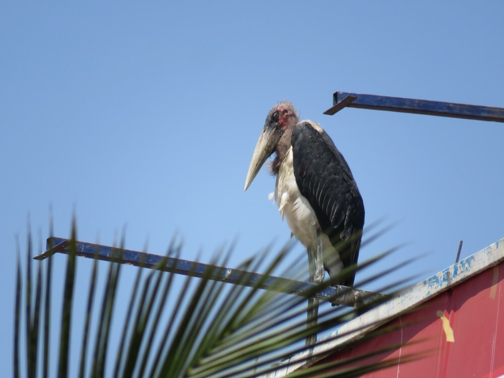 Marabou Stork - ML646038499