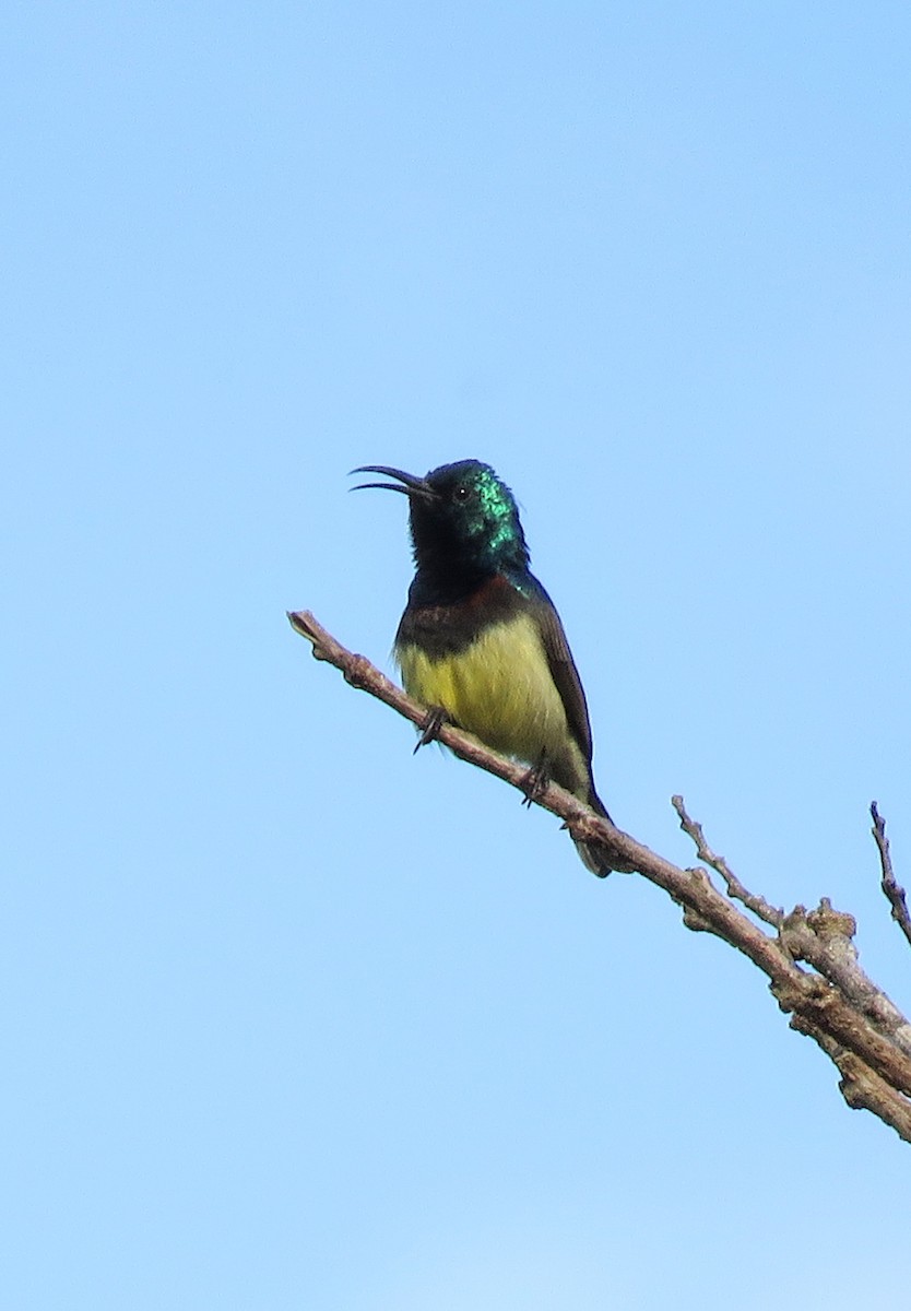 Souimanga Sunbird - ML646038500