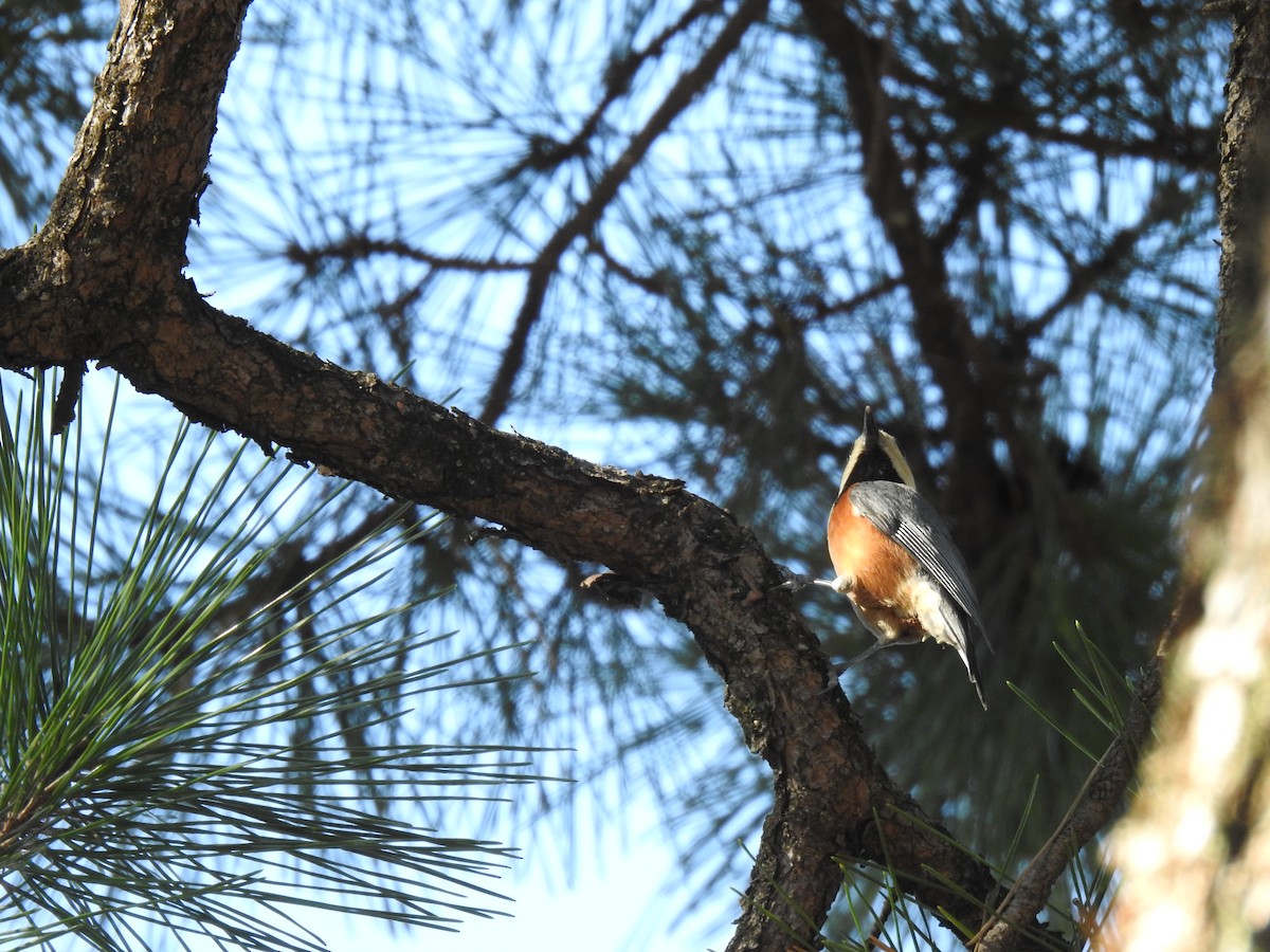 Varied Tit - ML646038501