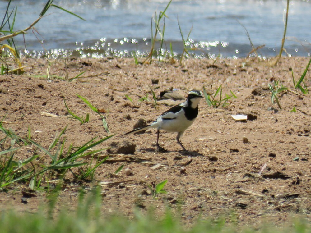 African Pied Wagtail - ML646038502