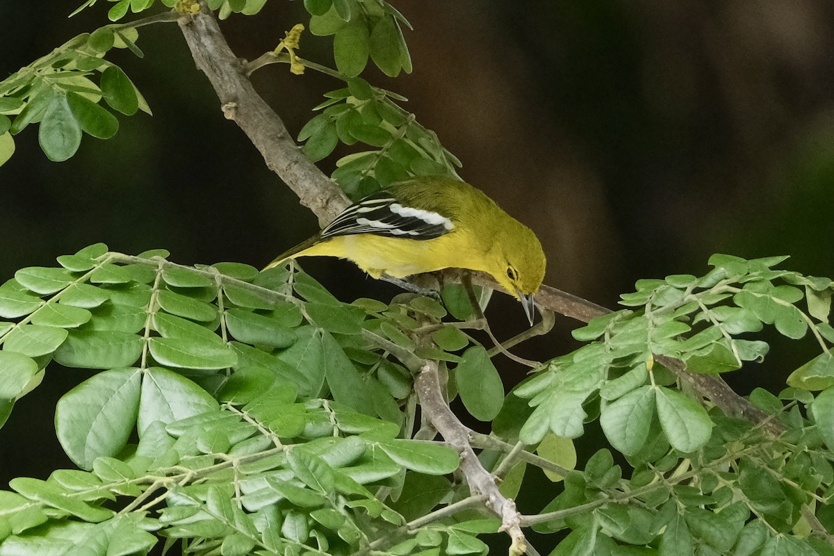 Common Iora - ML646038503