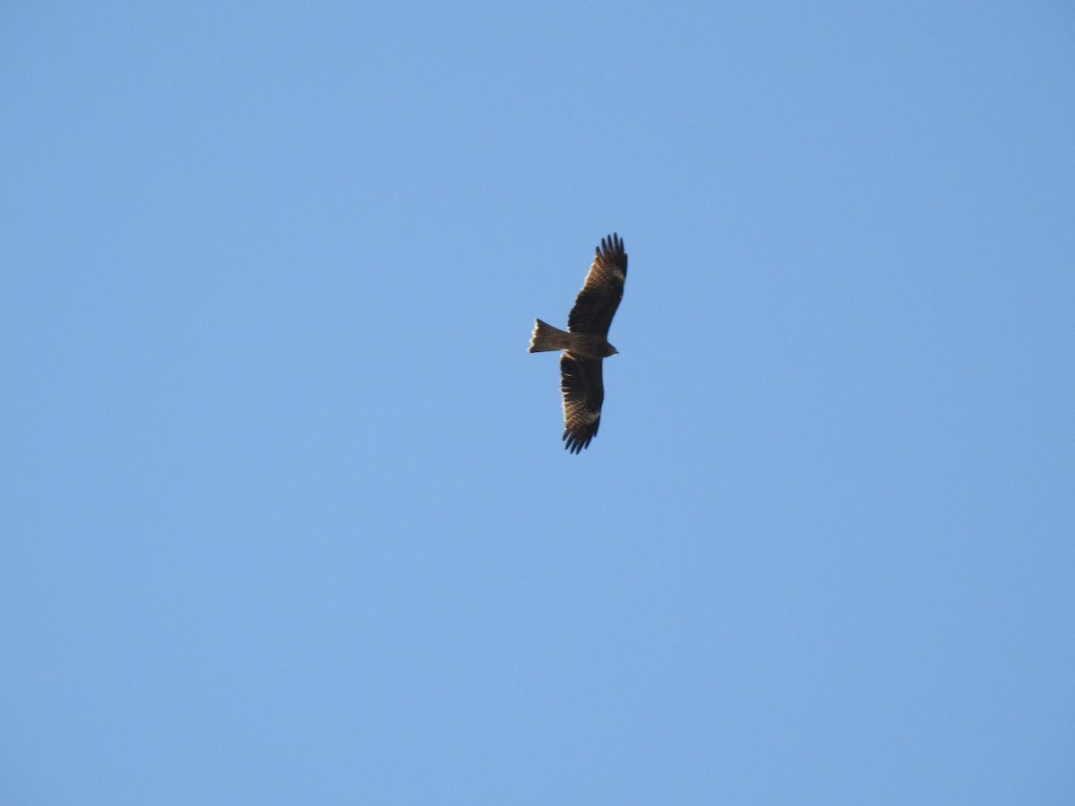 Black Kite - ML646038504