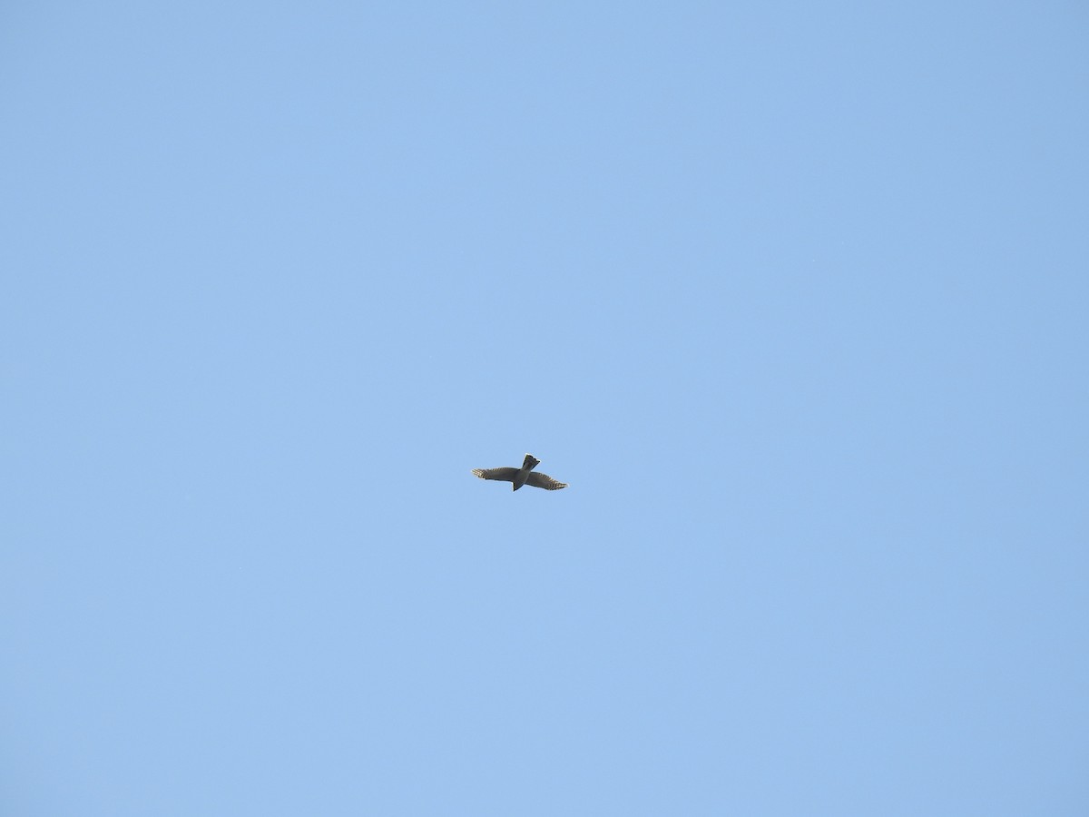 Eurasian Sparrowhawk - ML646038505