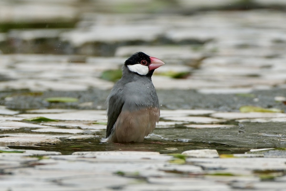 Java Sparrow - ML646038506