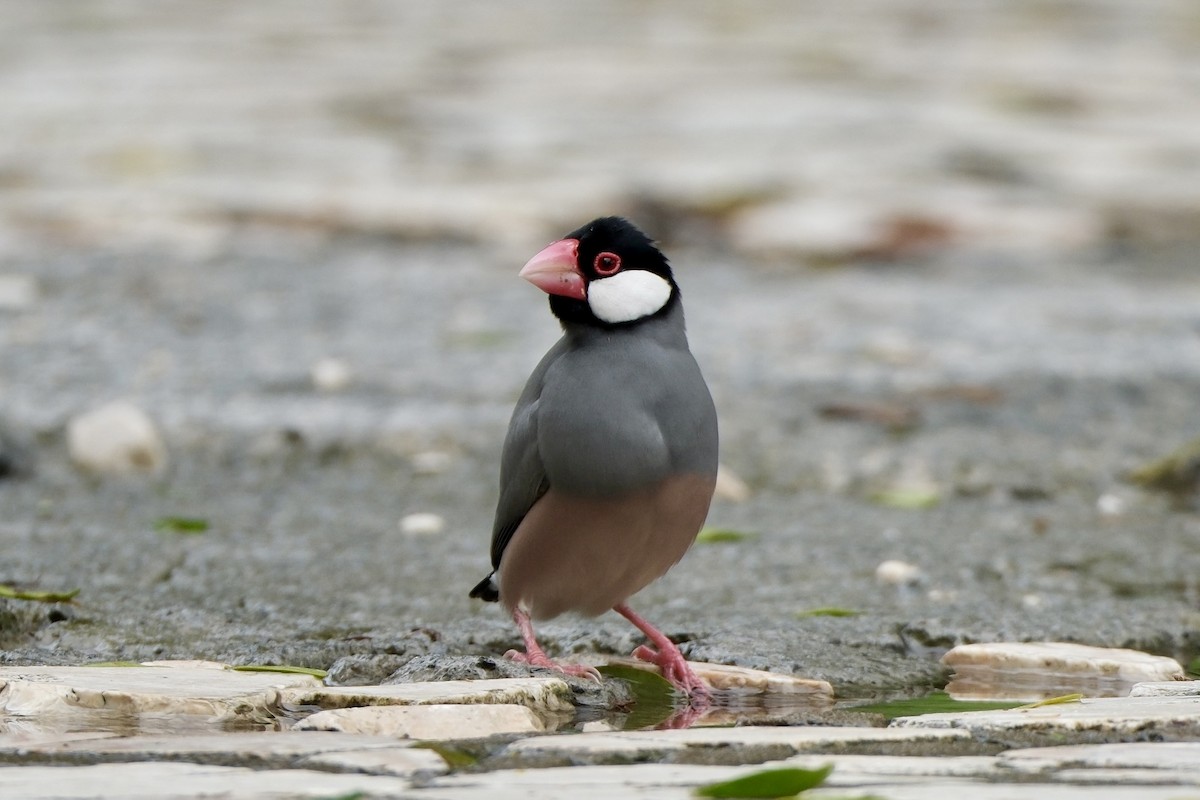 Java Sparrow - ML646038507