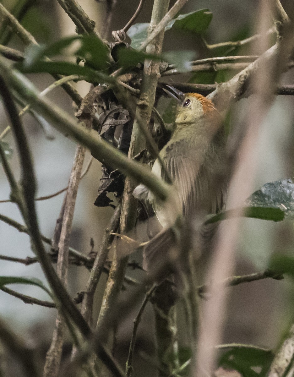 Rufous-capped Babbler - ML646038508