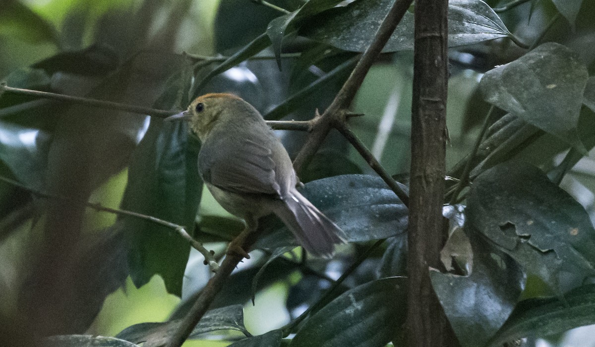Rufous-capped Babbler - ML646038509