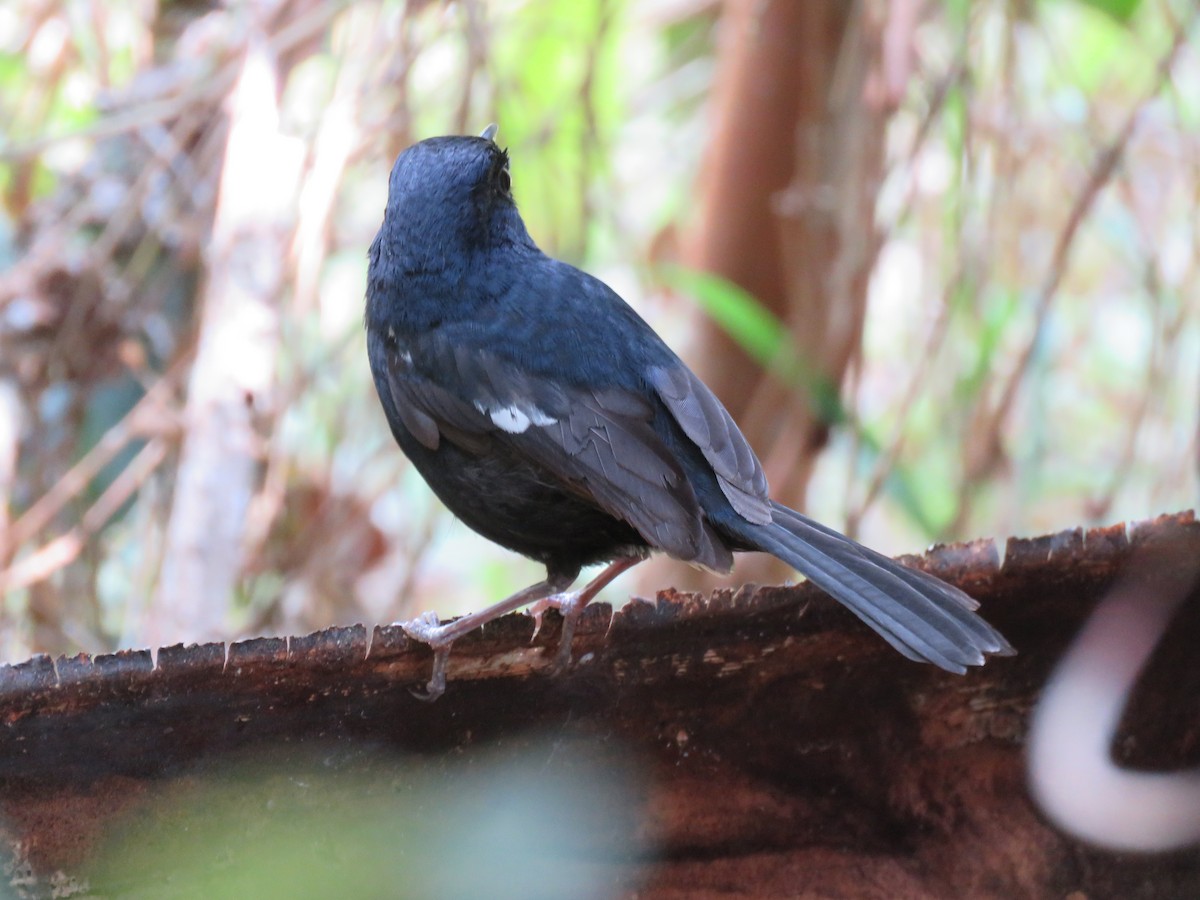 Madagascar Magpie-Robin - ML646038510
