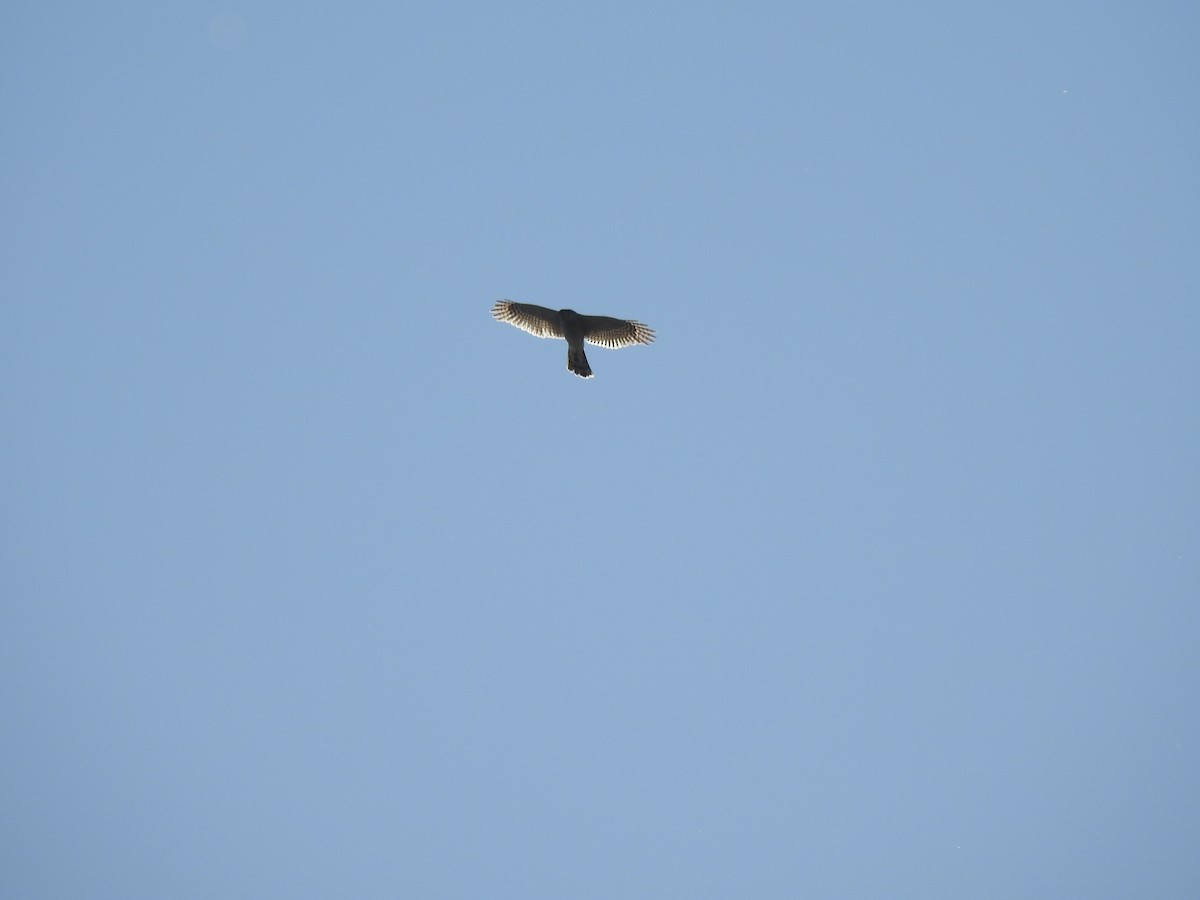 Eurasian Sparrowhawk - ML646038512