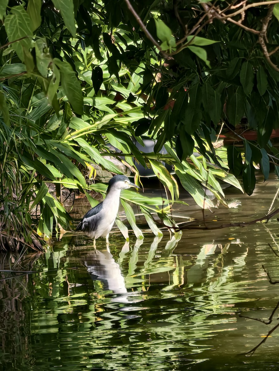 Black-crowned Night Heron - ML646038513
