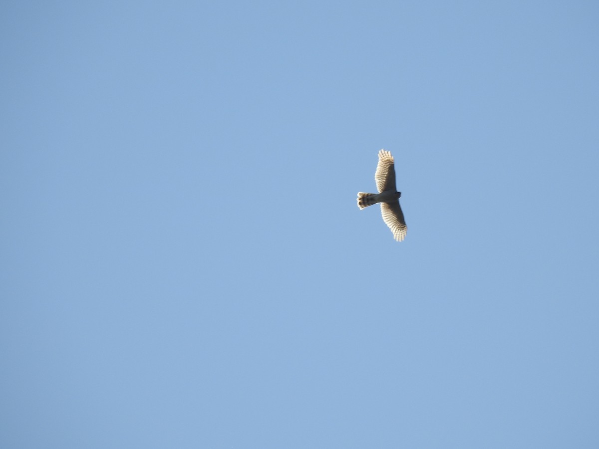 Eurasian Sparrowhawk - ML646038514