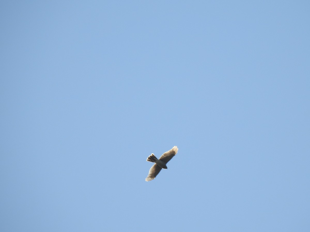 Eurasian Sparrowhawk - ML646038515