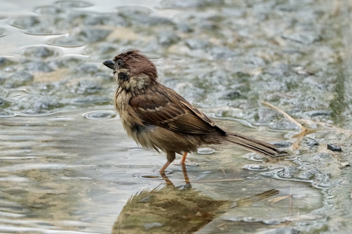 Eurasian Tree Sparrow - ML646038516