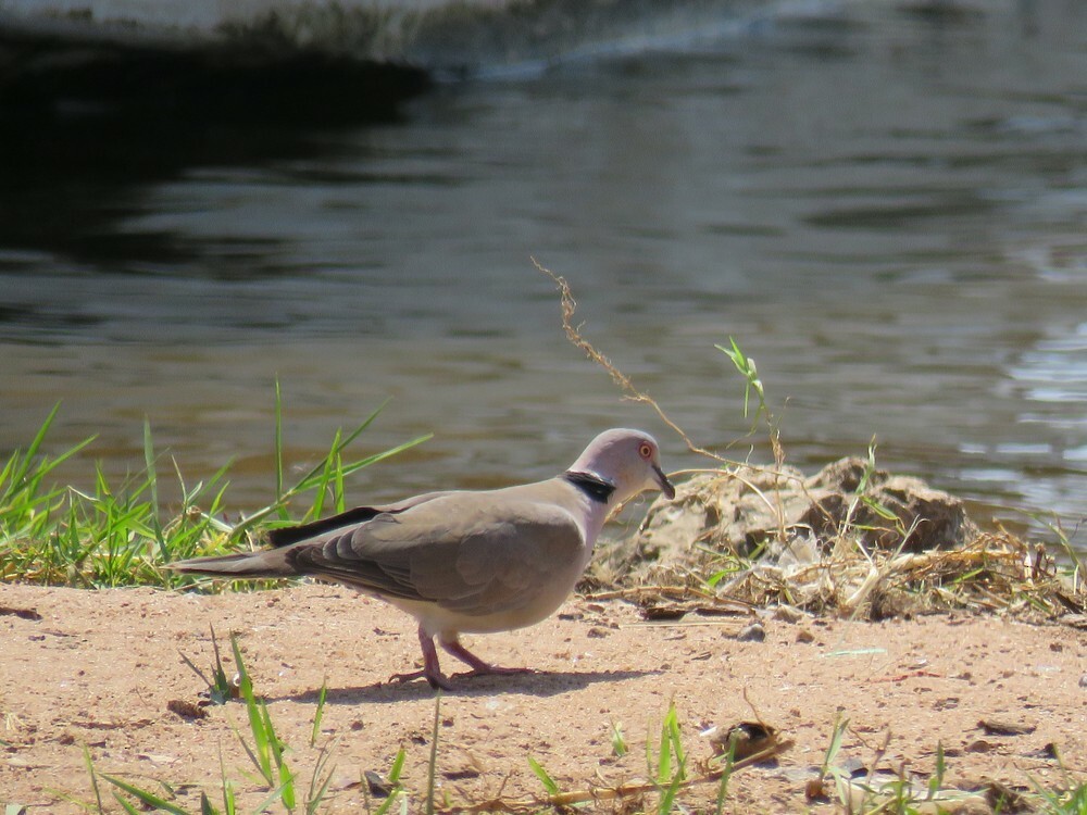 Mourning Collared-Dove - ML646038517