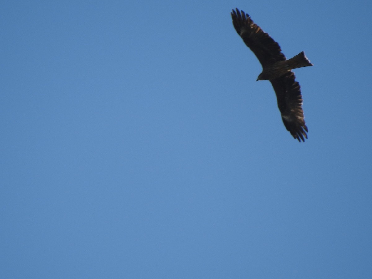 Black Kite - ML646038518